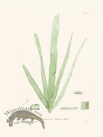 Bradbury Seaweed 165